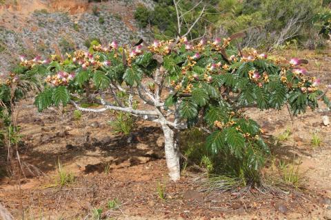 Serianthes calycina