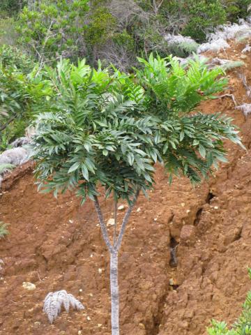 Myodocarpus fraxinifolius