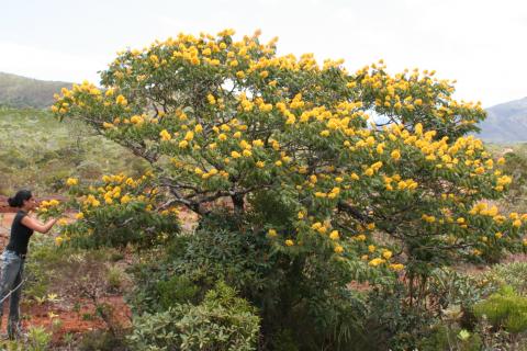 Storckiella pancheri subsp. acuta