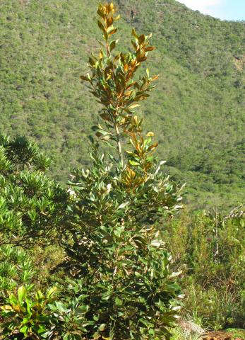 Grevillea exul ssp. rubiginosa