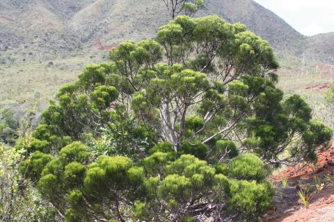 Gymnostoma deplancheanum