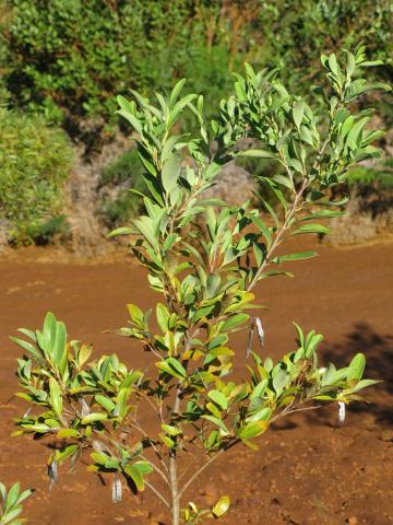 Stenocarpus umbelliferus