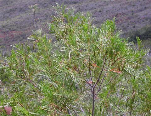 Stenocarpus milnei