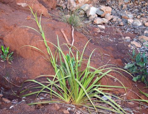 Tetraria arundinacea