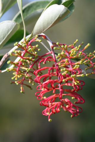 Grevillea meisneri