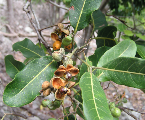 Arytera arcuata