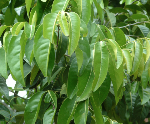 Diospyros fasciculosa