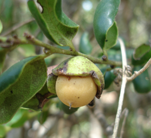 Diospyros pustulata