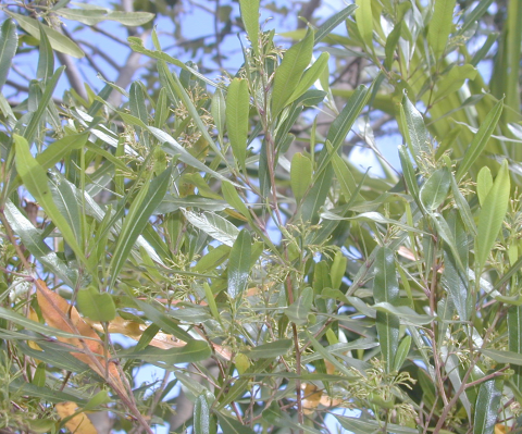 Dodonaea viscosa