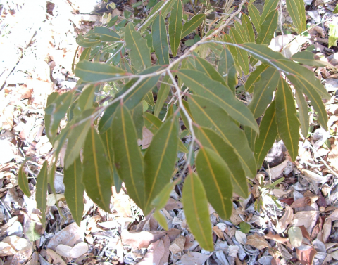 Drypetes deplanchei