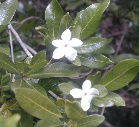 Gardenia urvillei