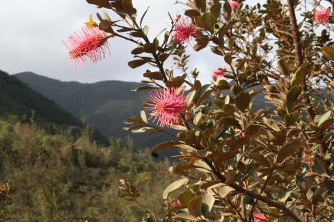 Grevillea gillivrayi