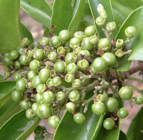 Premna serrafolia