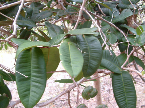 Syzygium pendulinum