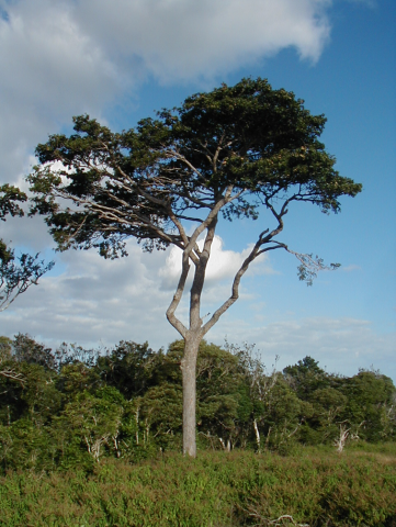 Terminalia cherrieri