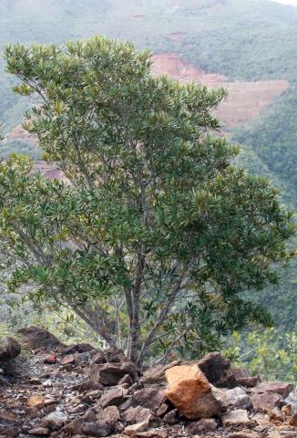Acridocarpus austrocaledonicus