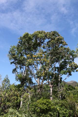 Storckiella pancheri subsp. pancheri