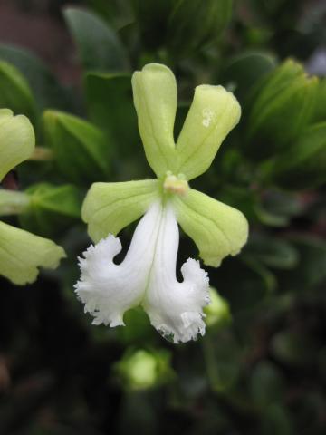 Oxera neriifolia subsp. neriifolia