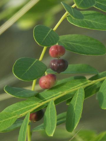 Phyllanthus deplanchei