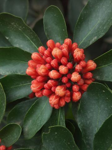 Pittosporum coccineum