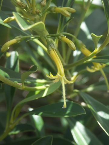 Scaevola coccinea