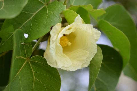 Thespesia populnea (Bois de rose, vertus médicinales)