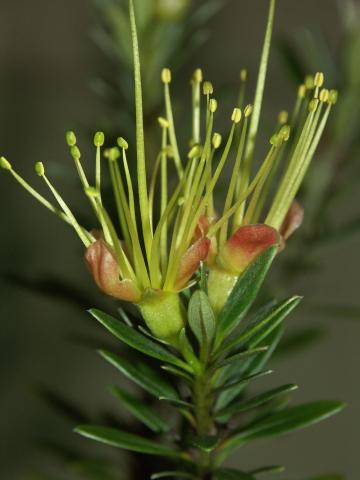 Xanthostemon myrtifolius