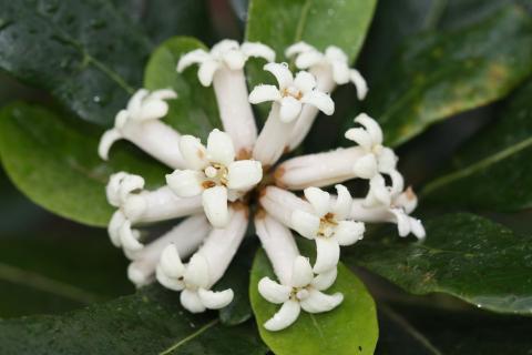 Pittosporum cherrieri