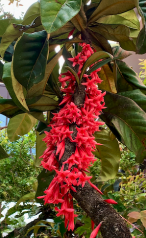 Ixora margaretae