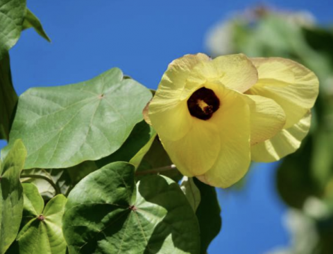 Hibiscus tiliaceus (Bourao)