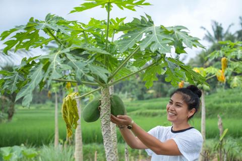 Carica papaya (Papayer, vertus médicinales)