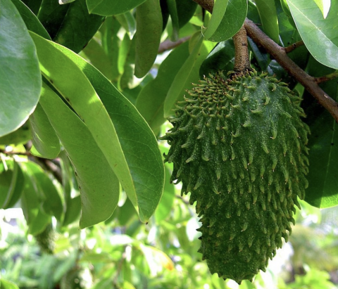 Annona muricata (Corossolier, vertus médicinales)