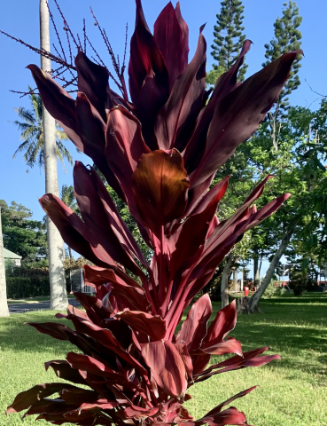 Cordyline fruticosa