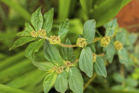 Euphorbia hirta (Herbe à verrue)