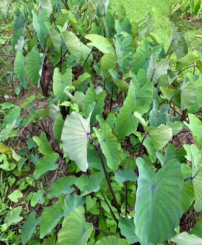 Tarodière du Centre culturel Tjibaou, Nouméa © Agripédia