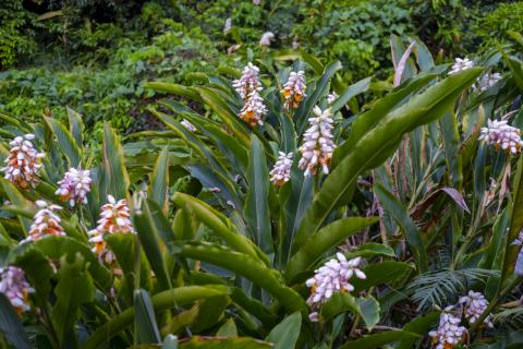 Alpinia zerumbet (Atoumo)