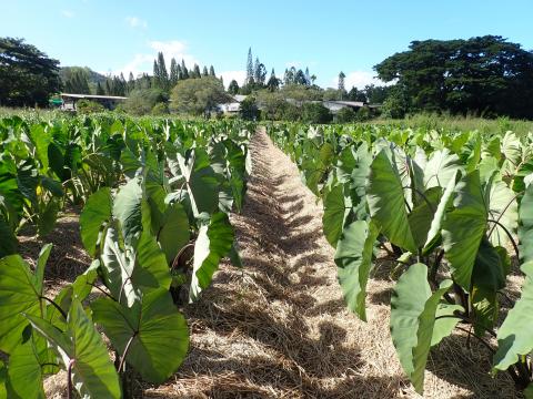 Taro d'eau, parcelle de 2 mois paillée, Port Laguerre © Sébastien Blanc, Adecal Technopol