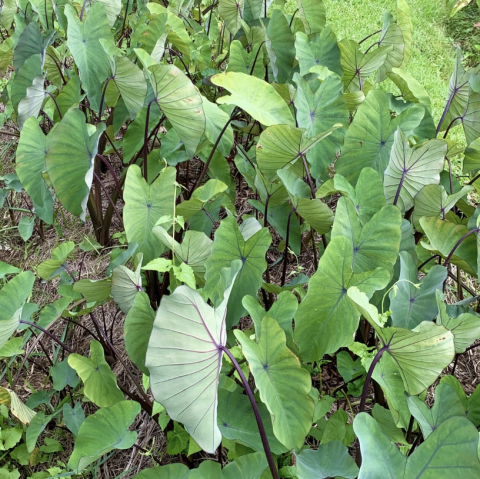 Culture de taro d'eau © Lincks