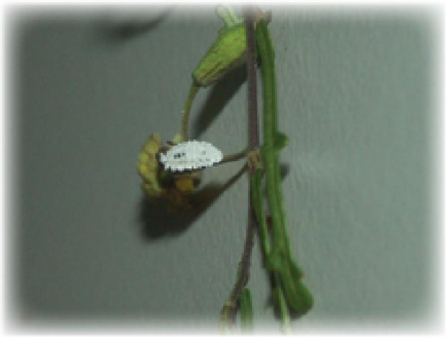 Corchorus - Sur boutons floraux