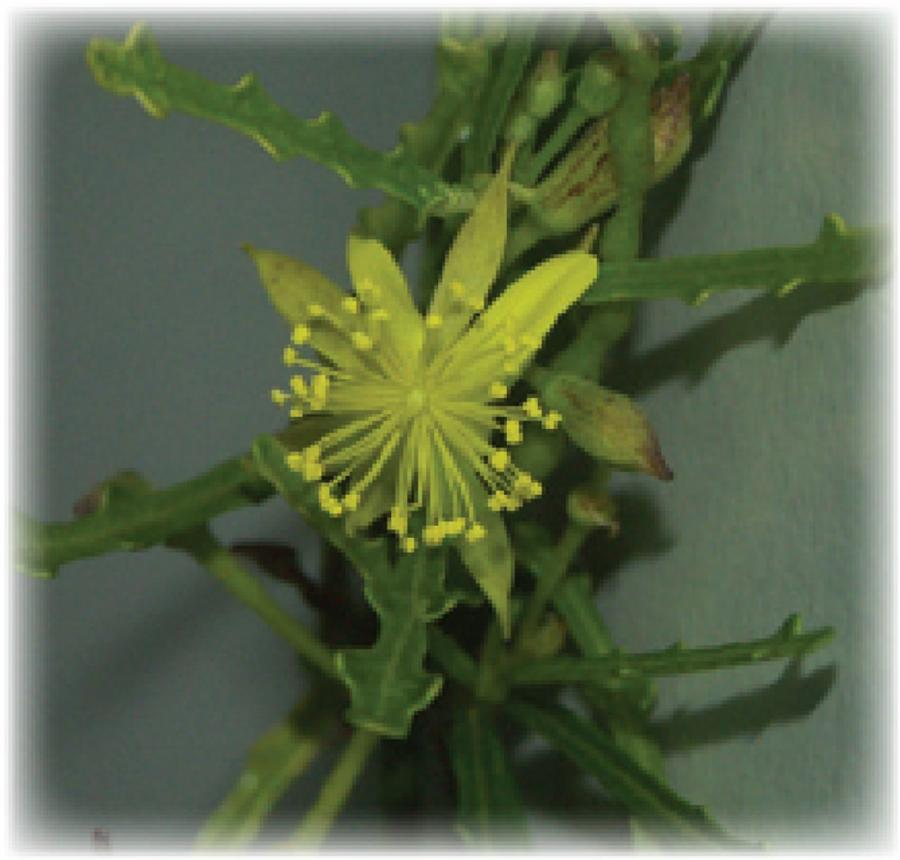 Corchorus - Détail