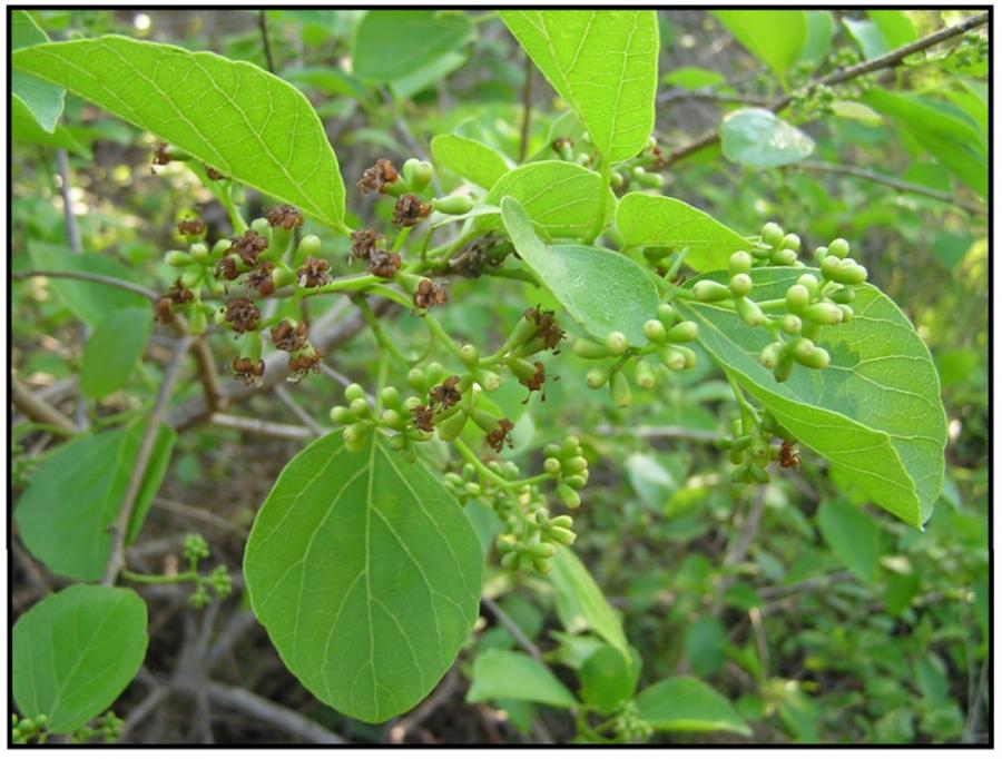 Cordia - Boutons et fleurs