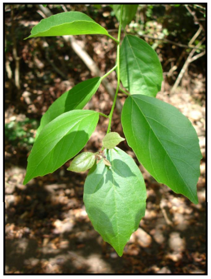 Cordia - Feuillage