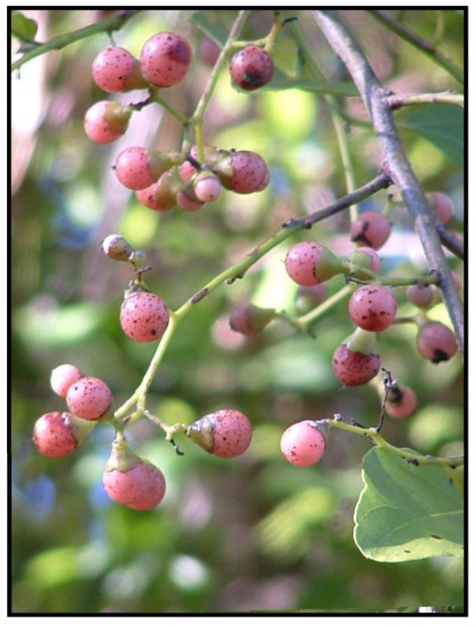 Cordia - Fruits