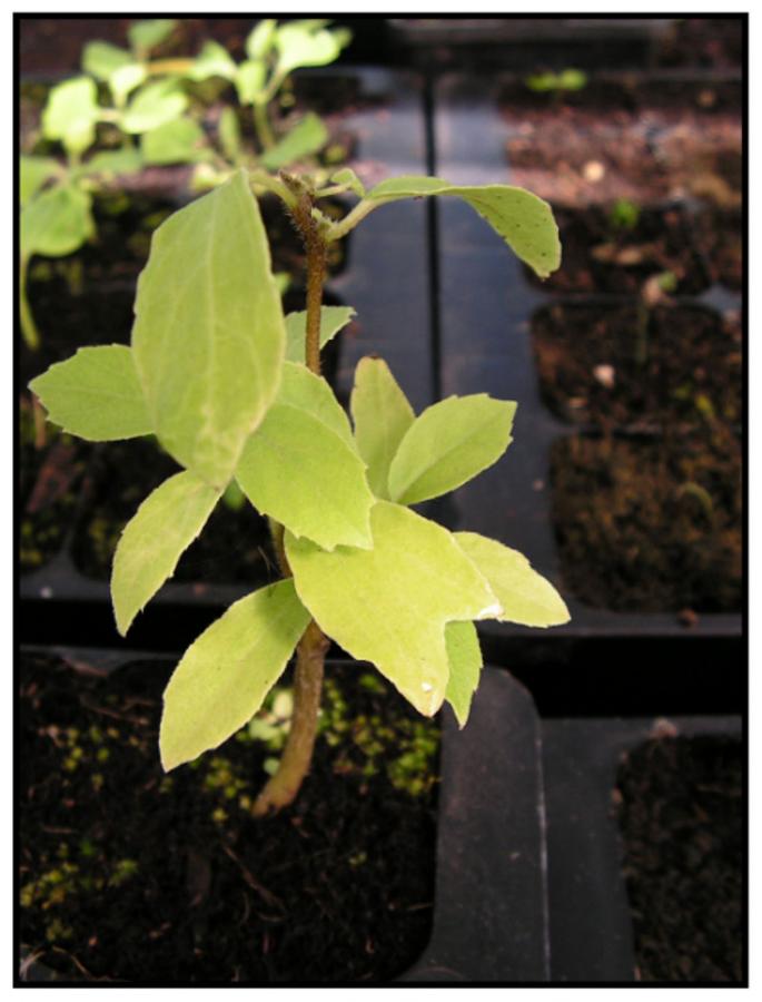 Cordia - Plant