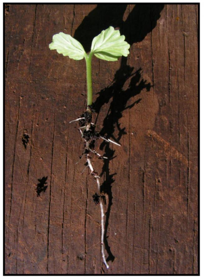 Cordia - Plantule