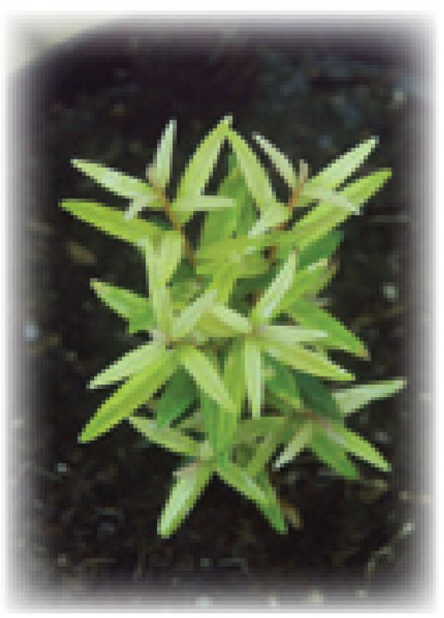 Metrosideros - Chlorose