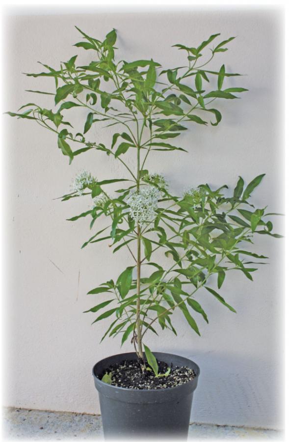 Pavetta - En pot