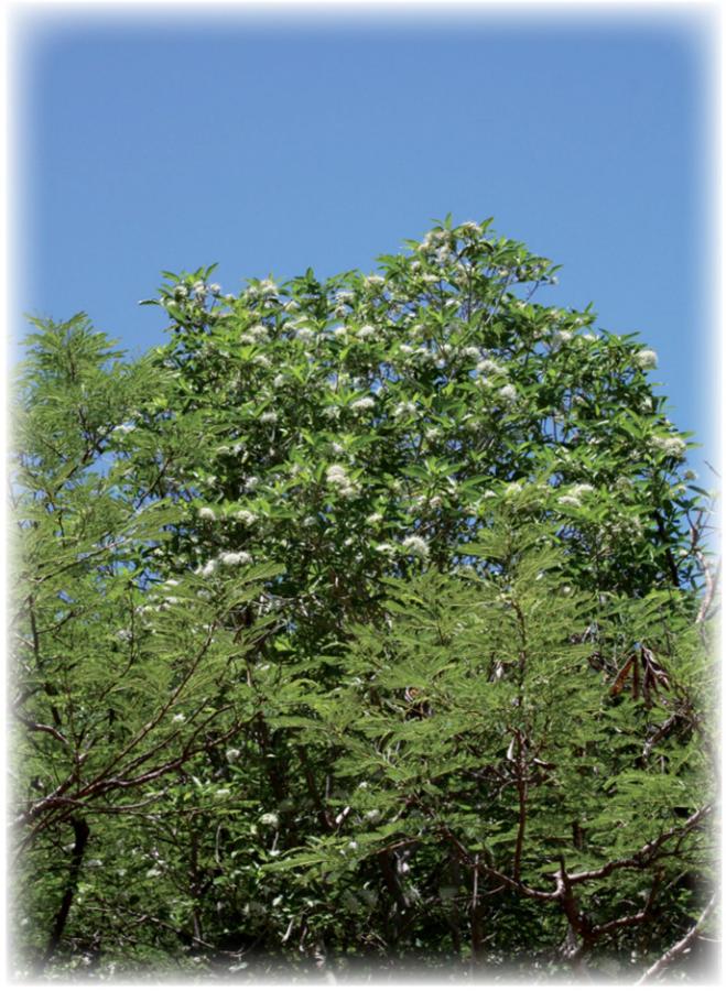 Pavetta - In situ