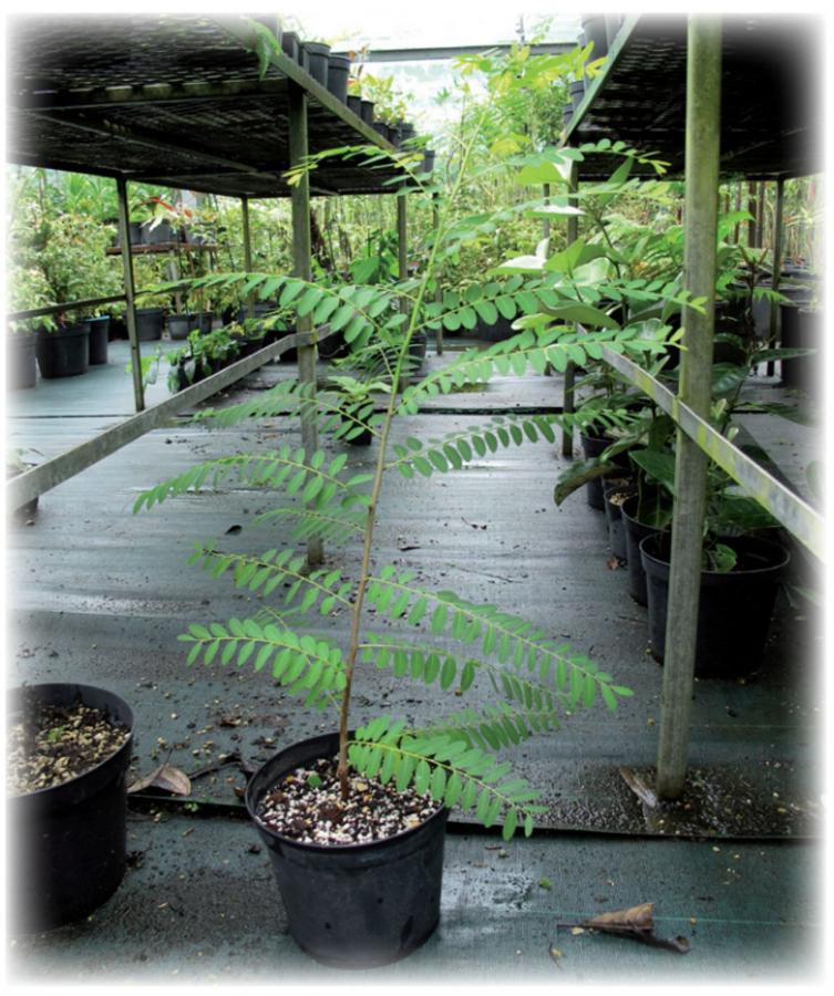 Phyllanthus - Âgée de 5 mois