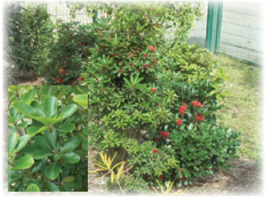 Pittosporum - Feuillage adulte